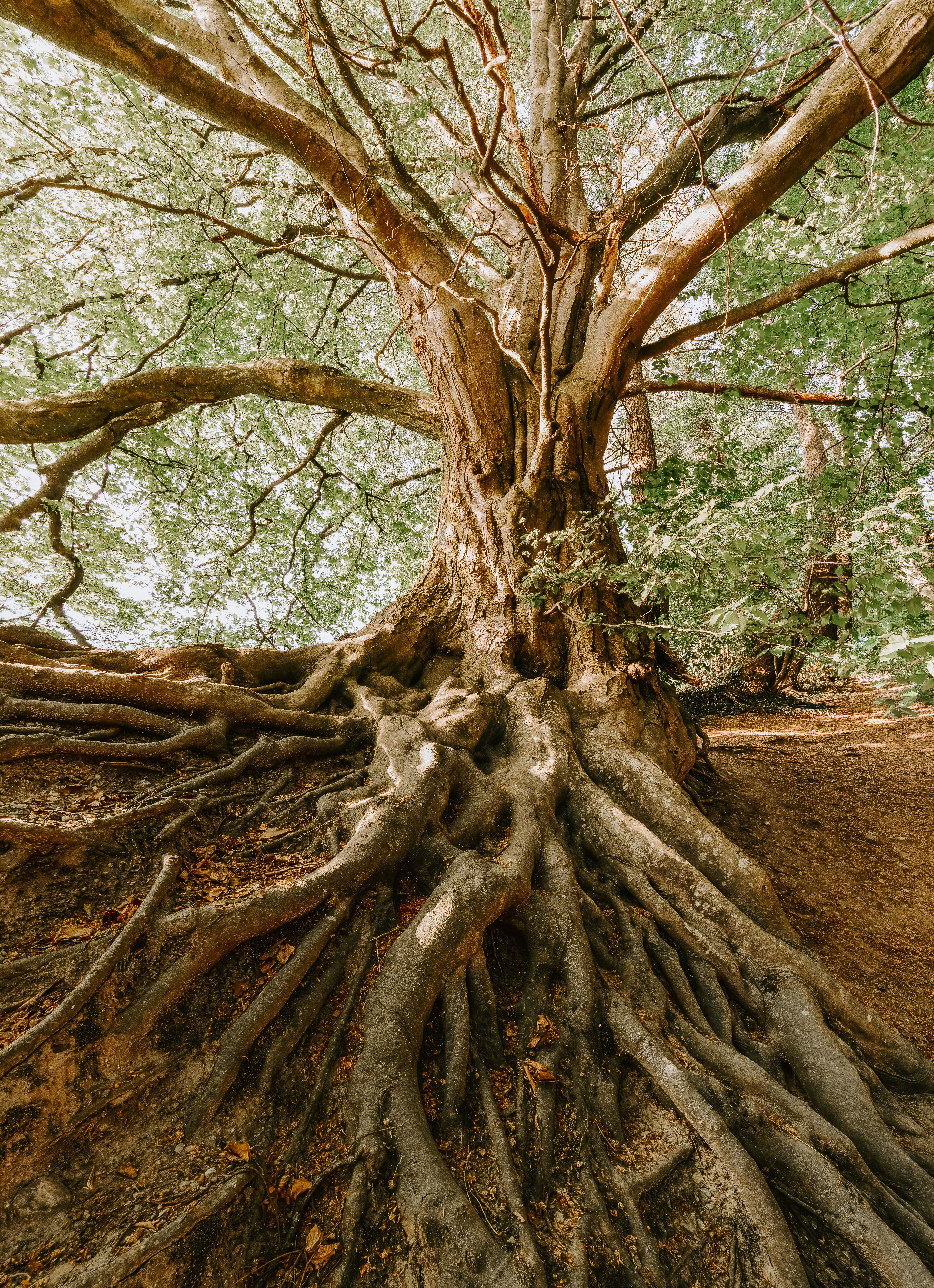 What Is the Oldest Tree in the World?