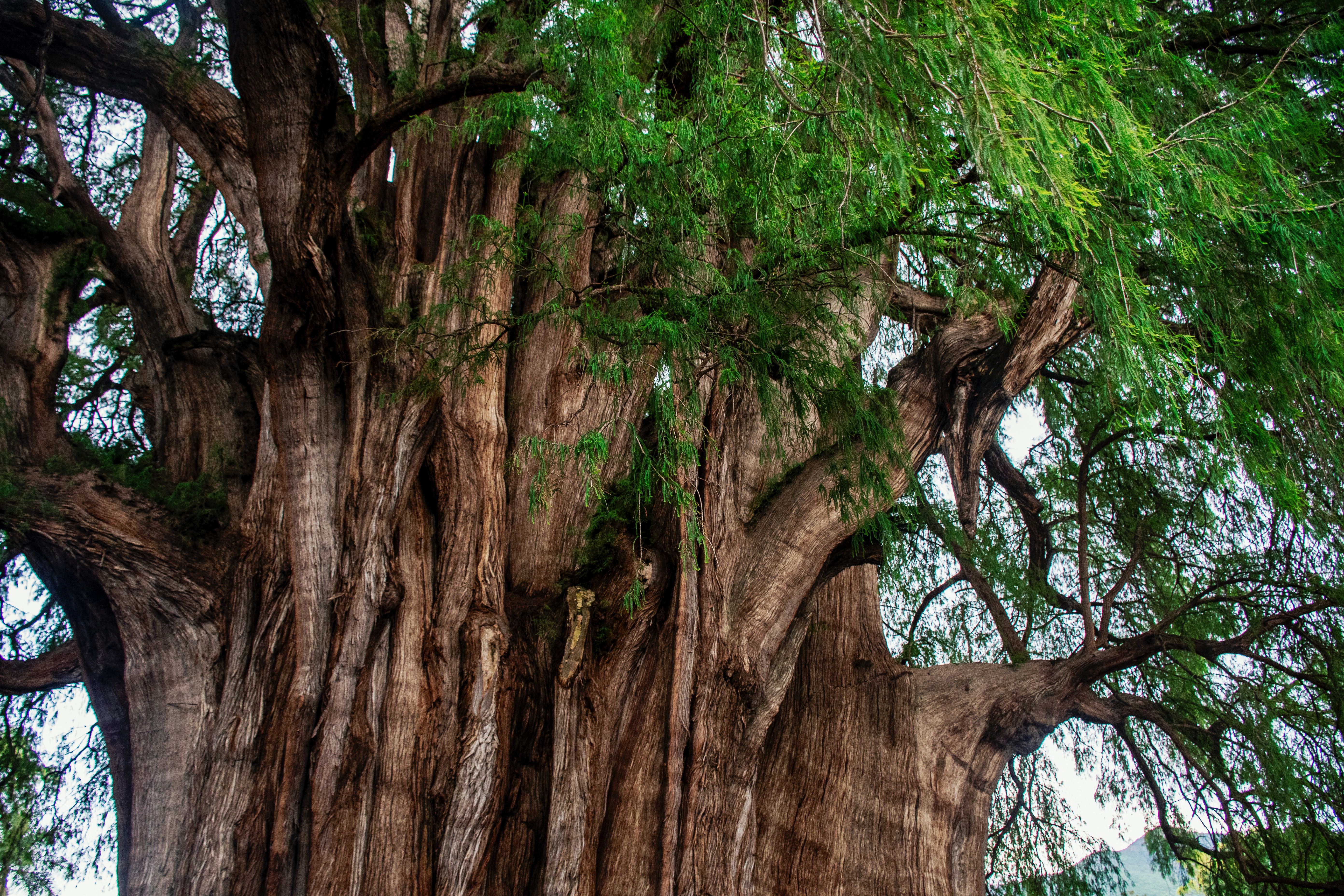 Here’s What To Know About Visiting El Tule, Mexico’s 2,000-Year-Old Giant Tree