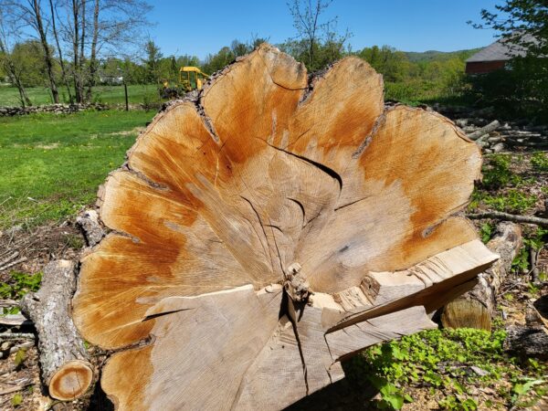 Alstead Farm Sugar Maple